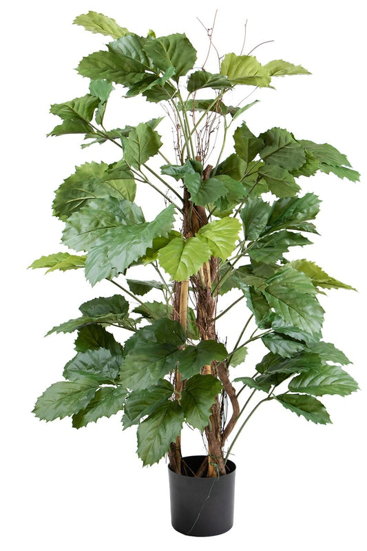 Tetrastigma 42096 120