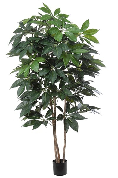 Schefflera Giant 42092 180