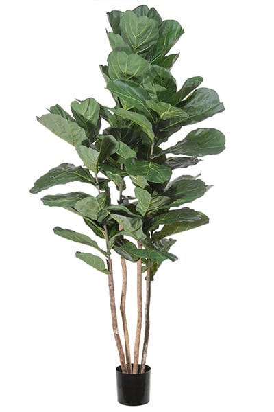 Ficus lyrata 42083 135