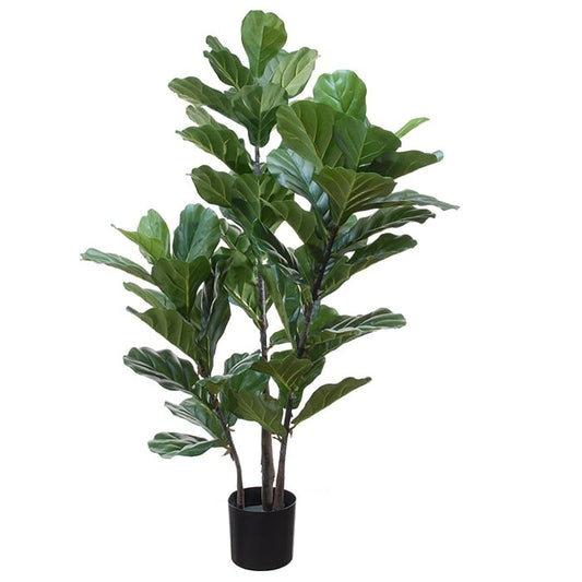 Ficus lyrata 42069 133
