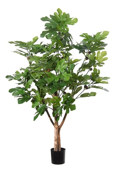 Fig Tree 42093 100