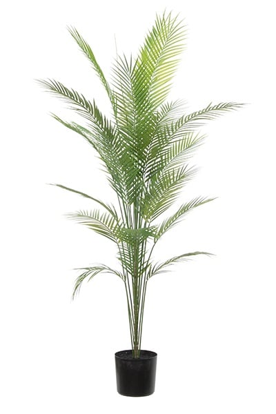Areca palm 40247 180