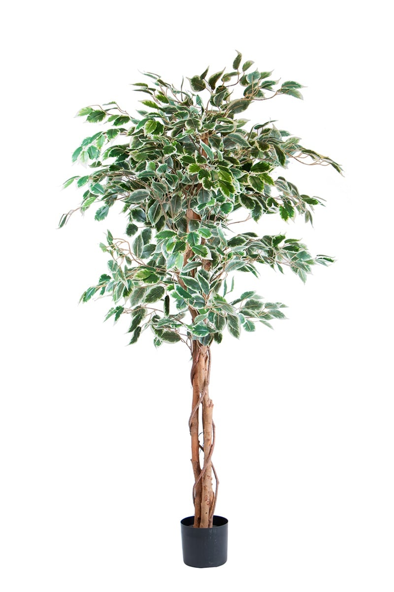 Ficus 17068 150