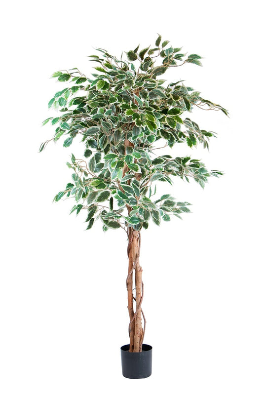 Ficus 17068 150
