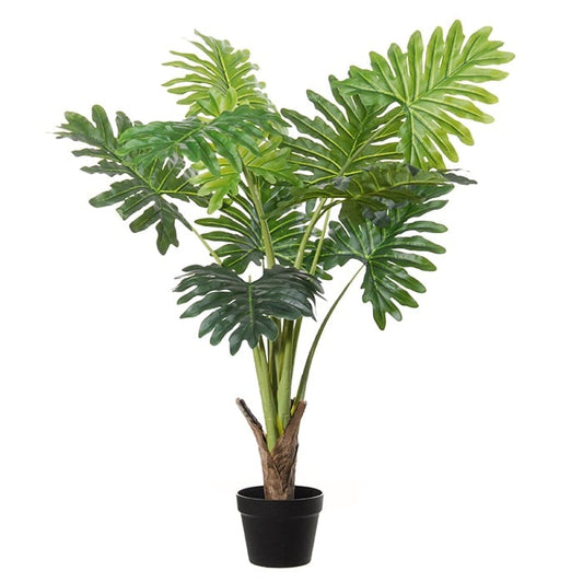 Philodendron 17053 100