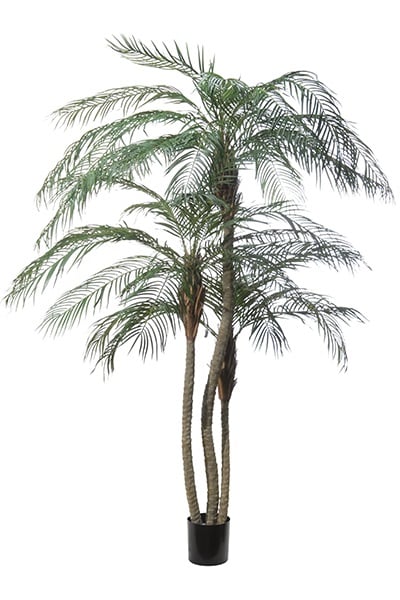 Phoenix Palm - date palm 42081 210