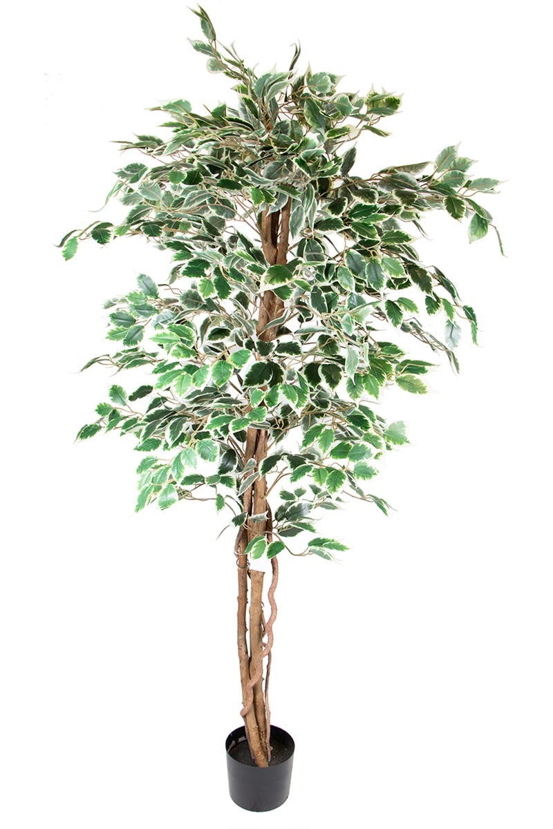 Ficus 17068 180