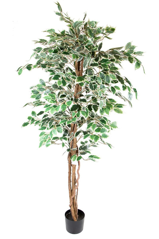 Ficus 17068 180