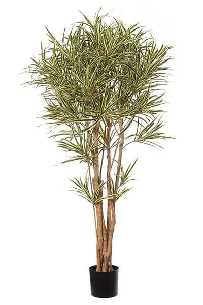 Dracaena reflexa 42082 150