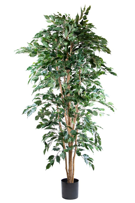 Ficus nitida 42101 210