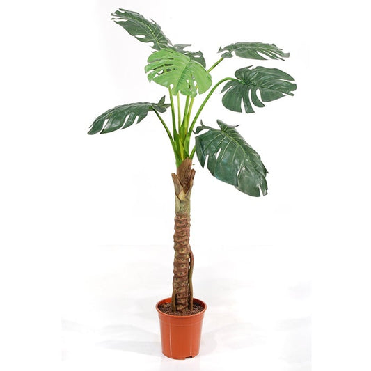 Philodendron Split 583-7