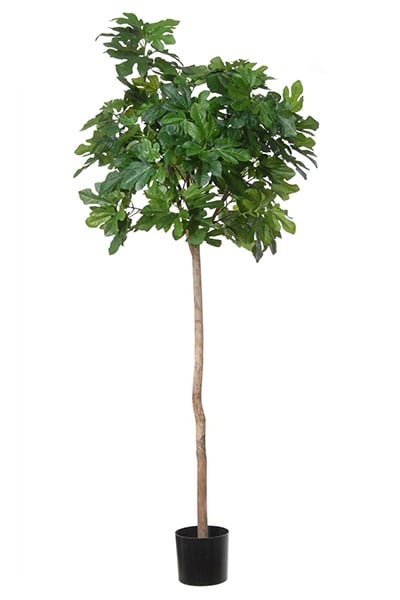 Fig Tree Compact 42094 180