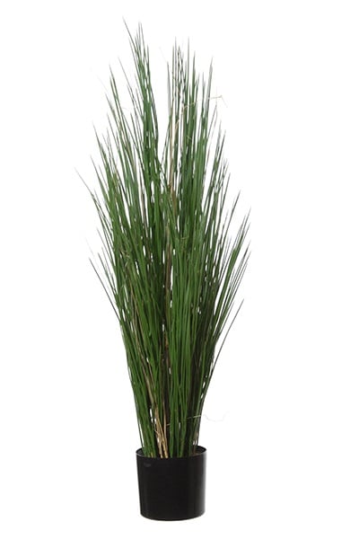 Grass 42088 120