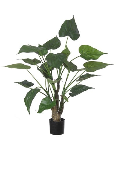 Alocasia cucullata 42078 045