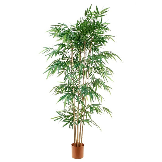 Bamboo 2738012