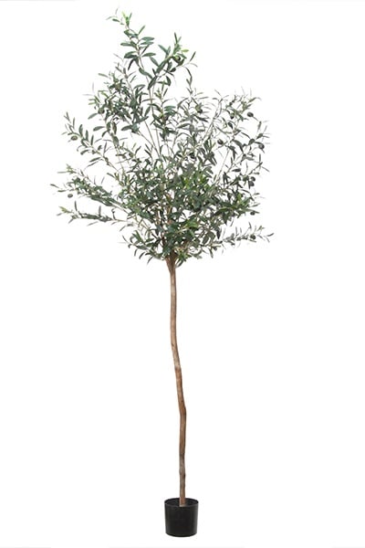 Olive tree Compact 42091 180