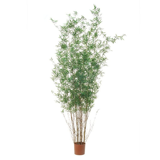 Bamboo 2932320