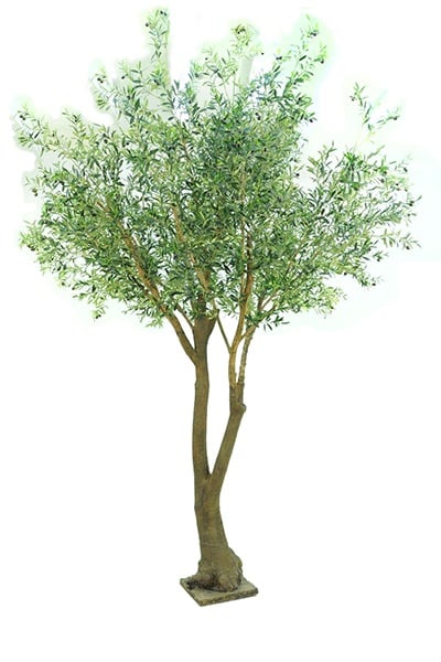 Olive tree Giant 42079 300