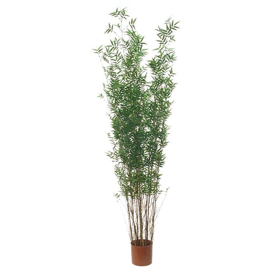 Bamboo 2931954