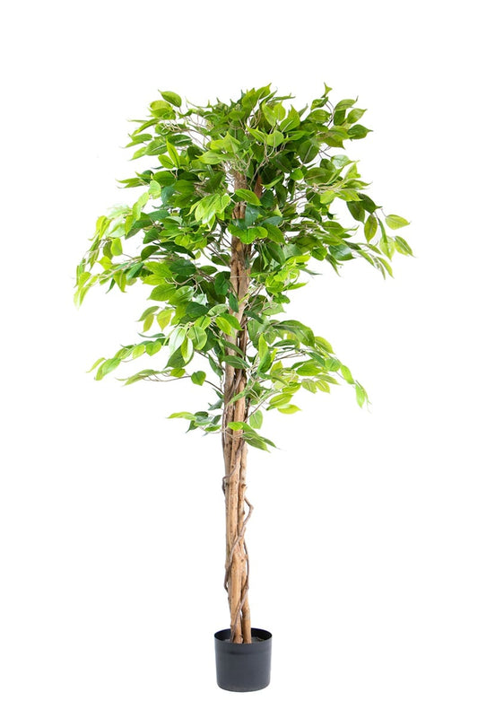 Ficus 17067 150