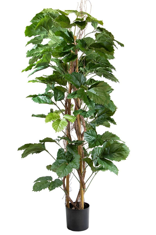 Tetrastigma 42096 180