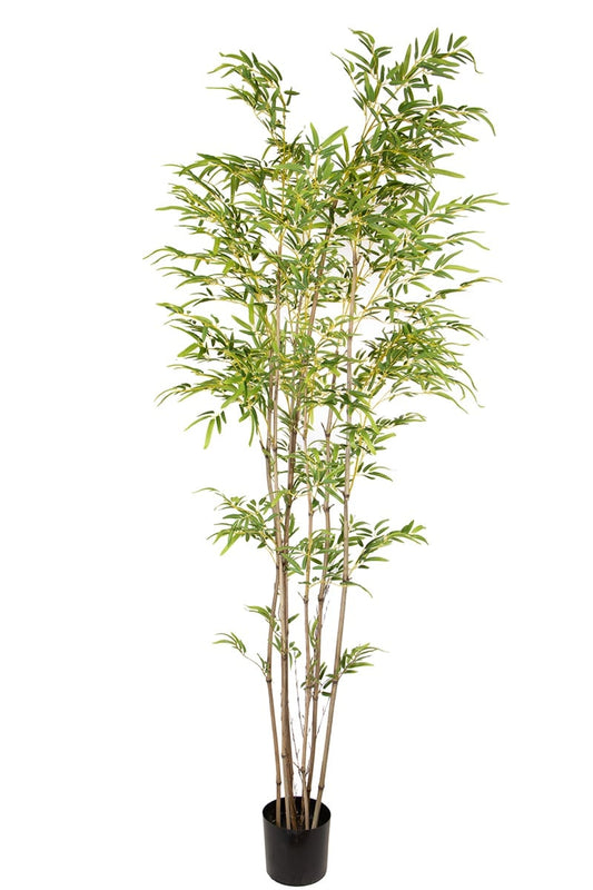 Bamboo 17069 240