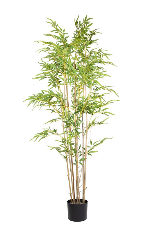 Bamboo 17069 180