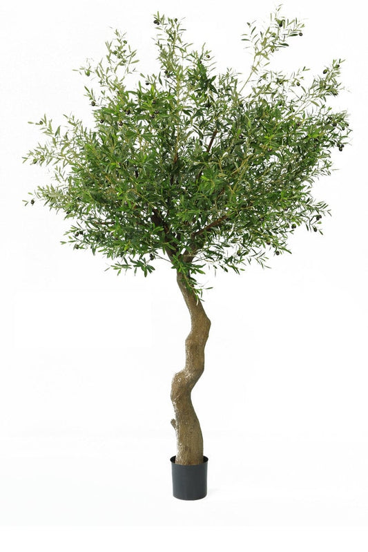 Kunst olijfboom met olijven